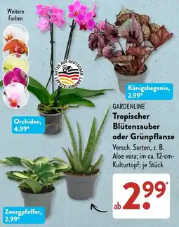 Aldi Süd GARDENLINE Tropischer Blütenzauber oder Grünppflanze Angebot
