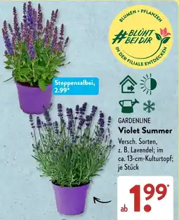 Aldi Süd GARDENLINE Violet Summer Angebot