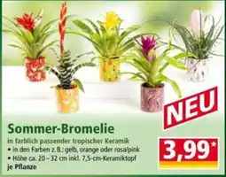 Norma Sommer-Bromelie Angebot
