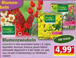 Norma Finest Garden Blumenzwiebeln Angebot