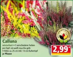 Norma Calluna Angebot