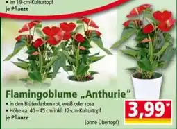 Norma Flamingoblume "Anthurie" Angebot