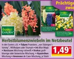 Norma Herbstblumenzwiebeln im Netzbeutel Angebot
