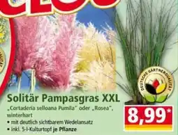 Norma Solitär Pampasgras XXL Angebot