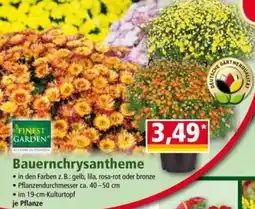 Norma Bauernchrysantheme Angebot