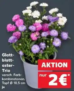 Kaufland Glatt-blatt-aster-Trio Angebot