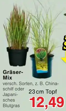 Wiglo Wunderland Gräser-Mix Angebot