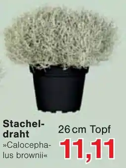 Wiglo Wunderland Stachel-draht »Calocephalus brownii« Angebot