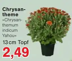 Wiglo Wunderland Chrysanthemum indicum Yahou Angebot