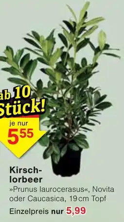 Wiglo Wunderland Kirsch-lorbeer Angebot
