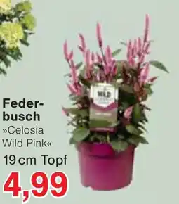 Wiglo Wunderland Federbusch »Celosia Wild Pink« Angebot