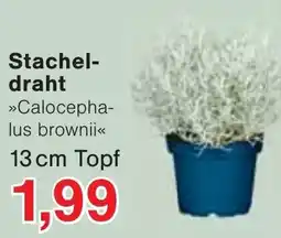 Wiglo Wunderland Stachel-draht »Calocephalus brownii« Angebot