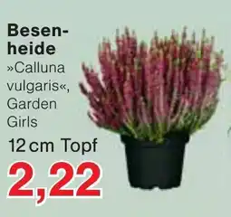 Wiglo Wunderland Besenheide »Calluna vulgaris«, Garden Girls Angebot