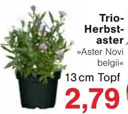 Wiglo Wunderland Trio-Herbst-aster »Aster Novi belgii« Angebot