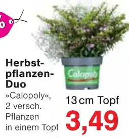 Wiglo Wunderland Herbstpflanzen-Duo »Calopoly« Angebot