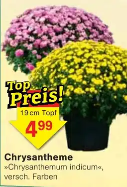 Wiglo Wunderland Chrysanthemum indicum Angebot