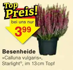 Wiglo Wunderland Besenheide »Calluna vulgaris«, Starlight® Angebot