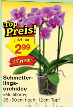 Wiglo Wunderland Schmetterlingsorchidee »Multiflora« Angebot