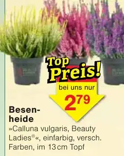Wiglo Wunderland Besenheide Angebot