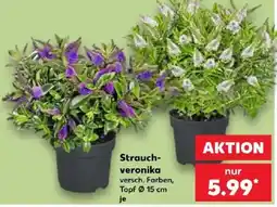 Kaufland Strauch-veronika Angebot