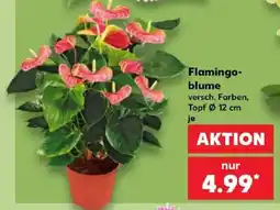 Kaufland Flamingo-blume Angebot