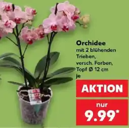 Kaufland Orchidee Angebot