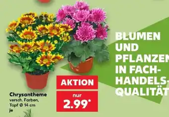Kaufland Chrysantheme Angebot