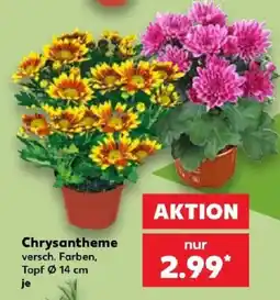Kaufland Chrysantheme Angebot
