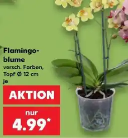 Kaufland Flamingo-blume Angebot