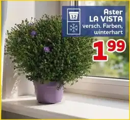 CENTERSHOP Aster LA VISTA Angebot