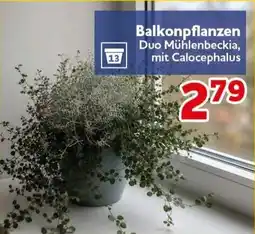 CENTERSHOP Balkonpflanzen Duo Mühlenbeckia, mit Calocephalus Angebot