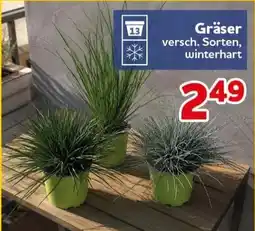 CENTERSHOP Gräser Angebot