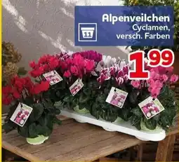 CENTERSHOP Alpenveilchen Cyclamen Angebot