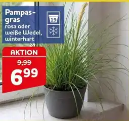 CENTERSHOP Pampas-gras Angebot
