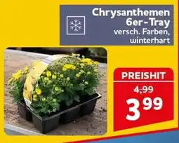 CENTERSHOP Chrysanthemen 6er-Tray Angebot