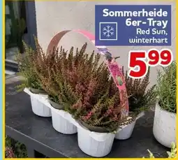 CENTERSHOP Sommerheide 6er-Tray Red Sun Angebot
