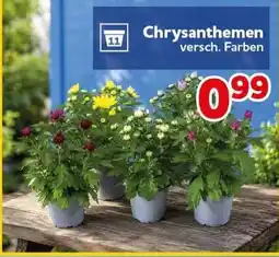 CENTERSHOP Chrysanthemen Angebot