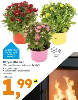 Globus Baumarkt Chrysanthemen Angebot