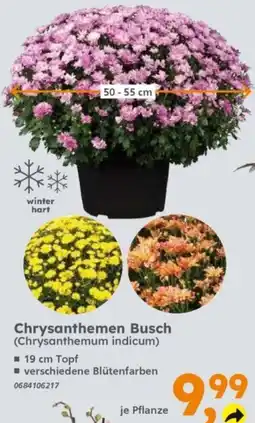 Globus Baumarkt Chrysanthemen Busch (Chrysanthemum indicum) Angebot