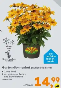 Globus Baumarkt Garten-Sonnenhut (Rudbeckia hirta) Angebot