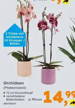 Globus Baumarkt Orchideen (Phalaenopsis) Angebot