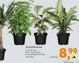 Globus Baumarkt Grünpflanzen Angebot