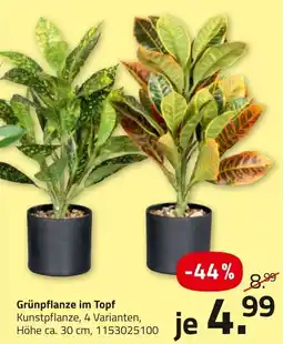 ROLLER GrünPflanze im Topf Angebot