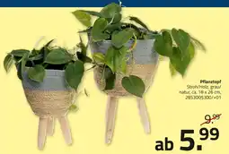 ROLLER Pflanztopf Angebot
