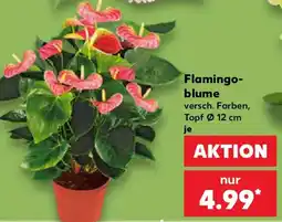 Kaufland Flamingo-blume Angebot