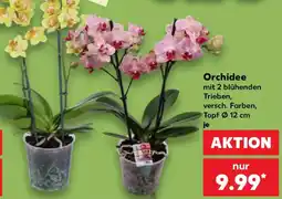 Kaufland Orchidee Angebot