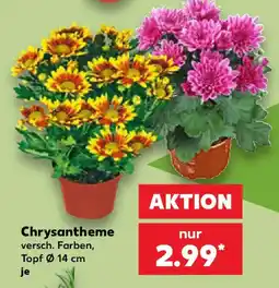 Kaufland Chrysantheme Angebot