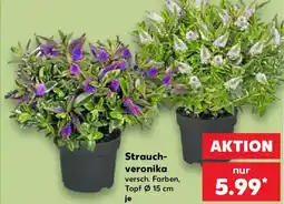 Kaufland Strauch-veronika Angebot