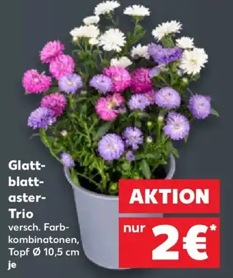 Kaufland Glattblattaster-Trio Angebot