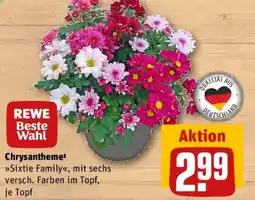 REWE Chrysantheme Angebot